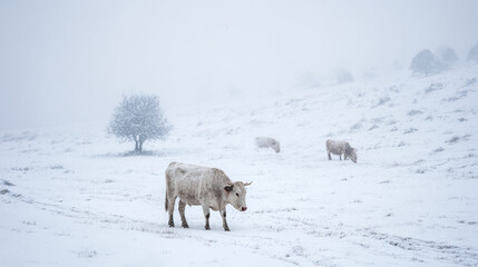 White cows grazing in a snowy field with a single tree visible in the distance on a cloudy day