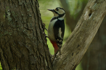 ウトナイ湖の野鳥