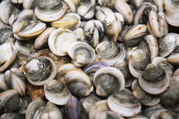 many clams marine life close up