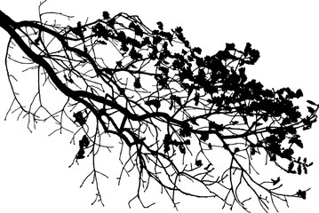 Fototapeta premium Vector illustration of natural oak branch