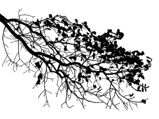 Illustration, silhouette of oak branch on transparent background