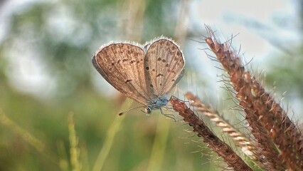 Brown butterfly on a dallisgrass