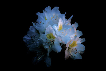 white flower on black background