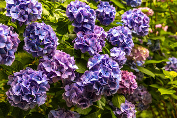 静岡県下田市　下田公園のアジサイ
