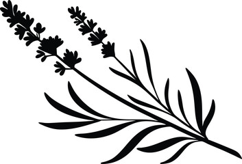 Lavender Flower Illustration Design. Hand Drawn Lavender Botanical Art. Elegant Lavender Plant Silhouette. Lavender Bloom Graphic Design. Simple Lavender Floral Illustration