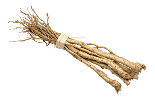 A bundle of dried, light brown roots, tied together with a light-colored band, is presented against a black background.  The roots are thin and numerous, extending from a central point