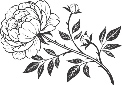 Peony Rose Flower Illustration Design. Hand Drawn Peony Rose Bloom Art. Elegant Peony Rose Botanical Graphic. Peony Rose Floral Outline Design. Artistic Peony Rose Flower Drawing