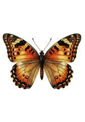 Orange and brown butterfly