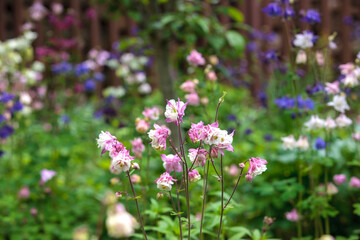 purple flowers in a field