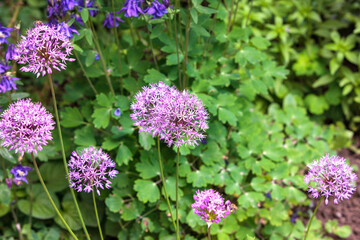 purple flowers in the garden