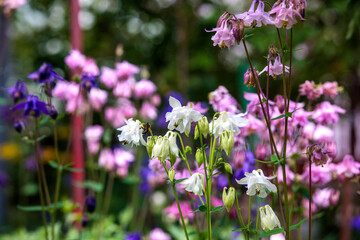 purple and white flowers