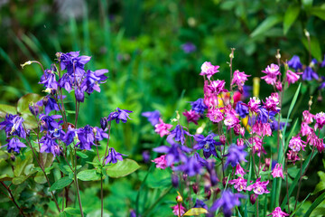 purple flowers in the garden