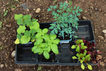 Various plants for vegetable garden ready to transplant: tomato, cbasil, pumpkin and colorful ...