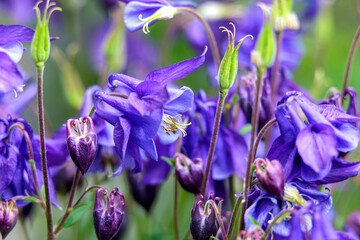blue iris flowers