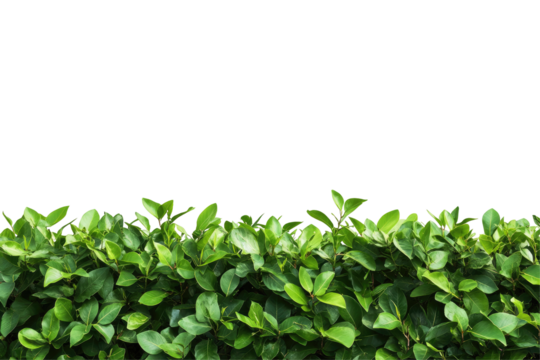 Lush green foliage forms a dense, horizontal border against a stark black background, showcasing vibrant, healthy leaves