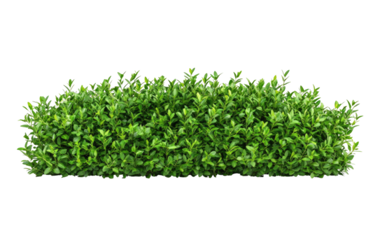 Lush, vibrant green shrub with dense foliage, isolated on a transparent background, ideal for landscaping or design projects
