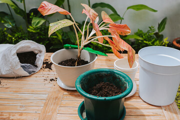 Indoor plants after planting in pots. Process of planting flowers in pots using a scoop and black soil