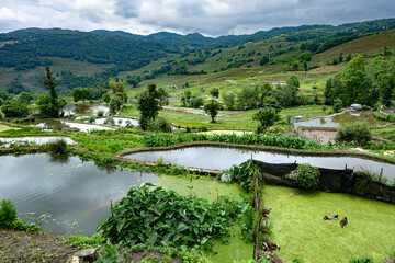 Obraz premium Irrigated Landscape with reflections of the sun in the rice terraced fields and&nbsp;&nbsp;blue cloudy sky in the mountains of Yunnan, China
