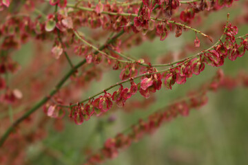 Close-up of Rumex acetosa or common sorrel plant with red flowers on selective focus