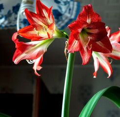 A beautiful amaryllis flower bloomed in a pot on the windowsill