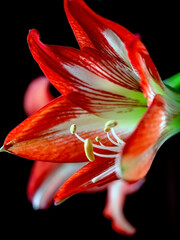 A beautiful amaryllis flower bloomed in a pot on the windowsill