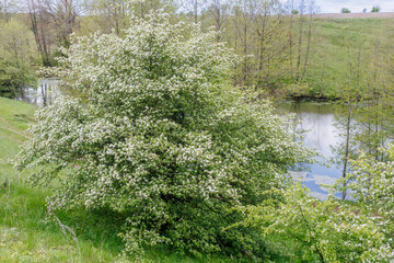 Lush hawthorn trees (Crataegus) in full bloom, covered with clusters of small white flowers, creating a bright spring landscape.