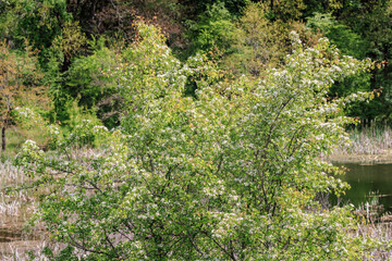 Lush hawthorn trees (Crataegus) in full bloom, covered with clusters of small white flowers, creating a bright spring landscape.