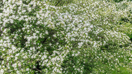 Flowering hawthorn (Crataegus) trees provide vital forage for pollinators and are valued in herbal medicine for heart and circulatory health.
