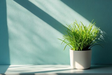 Sunlight casts shadows on a light teal wall, behind a small potted plant