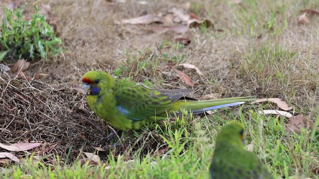 Video of two beautiful swift parrots eating the grass in Bruny Island, Tasmania. Endemic colorful bird, endangered. Yellow, red and blue feathers. Cute parrot in the wild, birdlife in Australia.