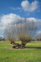traditional pollard willow resp.Salix on the lower Rhine region,North Rhine Westphalia,Germany