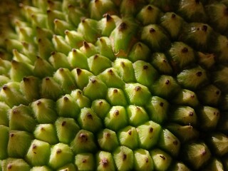 closeup of jackfruit skin