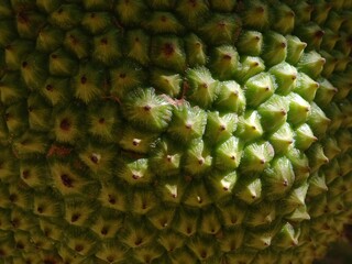 closeup of jackfruit skin