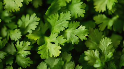 Fresh green coriander (cilantro) leaves, close-up, showing vibrant texture and detail.