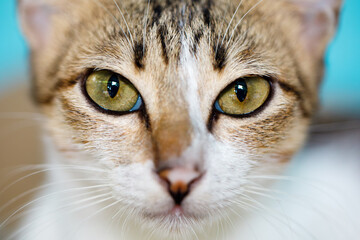 Close-up portrait of a cat with intense yellow eyes and focused gaze