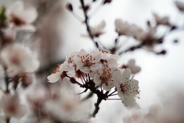 満開のベニバスモモ