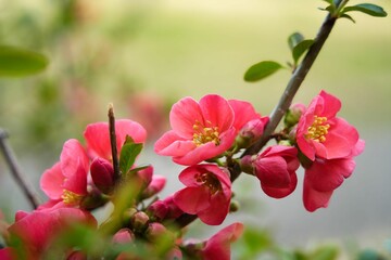 早春を彩るボケの花