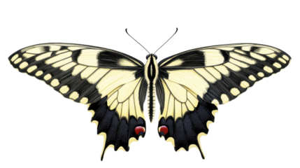 Realistic Detailed Illustration of a Vibrant Butterfly with Black and Yellow Wings on Transparent Background