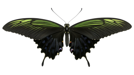 Stunning Macro Image of a Colorful Butterfly with Iridescent Wings and Transparent Background