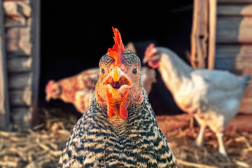 Funny portrait of a hen in front of a chicken coop © milkovasa