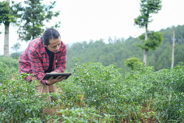 young modern farmer use tablet displaying crop data in a red chili farm symbolizing integration of digital tools in traditional agriculture