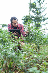 Young tech savvy farmer squatting between chili plants while checking crop health using a digital tablet. Modern smart farming meets traditional agriculture