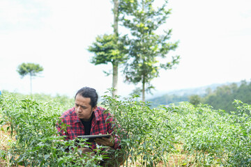 Tech savvy farmer crouched in chili field, combining hands on plant inspection with real time digital monitoring symbol of future forward agriculture negative copy space