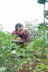 Tech savvy farmer crouched in chili field, combining hands on plant inspection with real time digital monitoring symbol of future forward agriculture