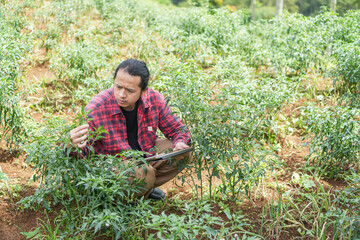 Millennial agricultural worker seated rows of chili trees, closely inspecting harvest quality analyzing data on tablet. sustainable farming innovation with copy space