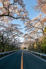 Fototapeta premium 神奈川県の箱根ターンパイクの峠道にある桜が美しい道路