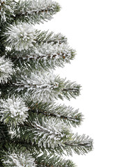 Snowy fir tree branch