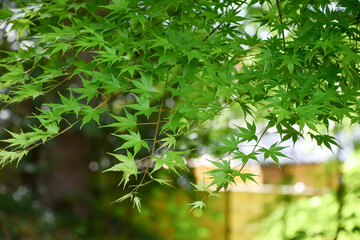 Fototapeta premium 青紅葉