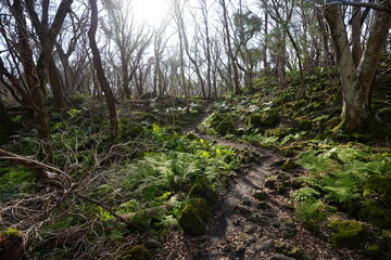 bare old trees and ferns in winter forest