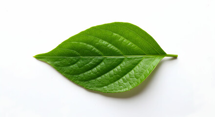 Obraz premium Closeup green leaf isolated on white background